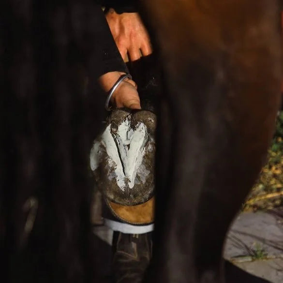Hoof Thrush 101: The Who, What, Where, When and Why