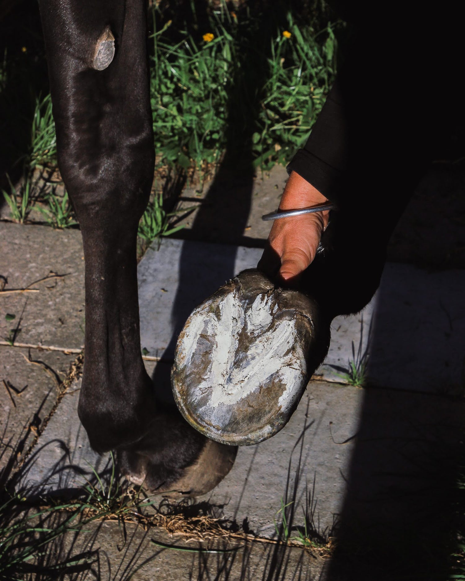 Person examining a horse's hoof on a concrete surface with grass in the background