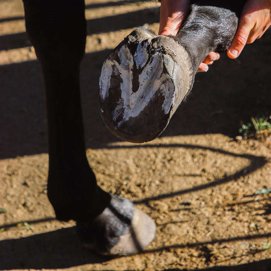 EquiMud applied to a hoof suffering from thrush