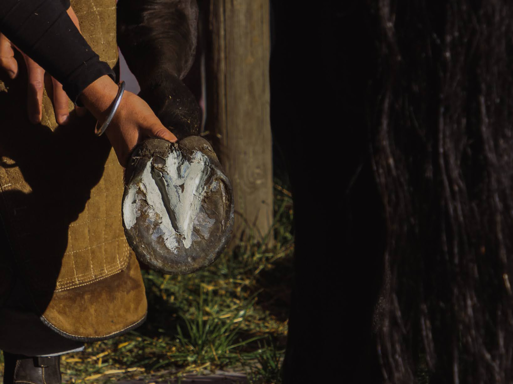 Hoof care products in use. 