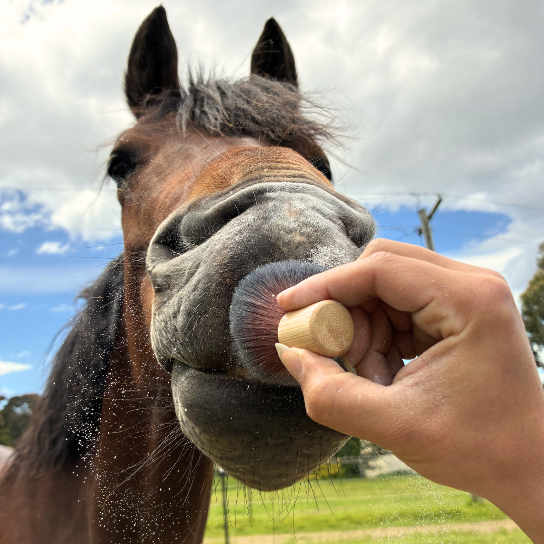 Sun Dust being applied to horse nose using bamboo Kabuki brush